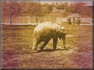 elephant