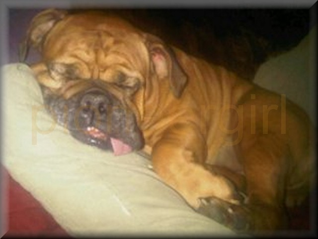 bull dog / bulldog